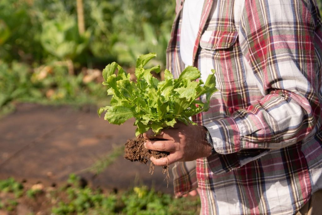 manger-local-aprilys Manger local salade agricultueur