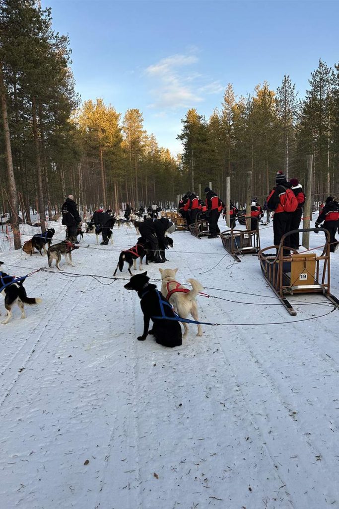laponie-chiens-de-traineaux-voyage-aprilys Activité chiens de traineaux laponie